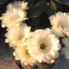 Vai alla scheda di Echinopsis ibrido bianco