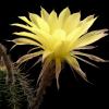 Vai alla scheda di Echinopsis ibrido giallo