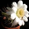 Vai alla scheda di Echinopsis leucantha