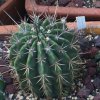 Vai alla scheda di Echinopsis longispina v. nigra