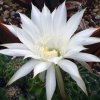 Vai alla scheda di Echinopsis multiplex