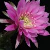 Vai alla scheda di Echinopsis obrepanda v. frankii