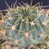 Vai alla scheda di Echinopsis obrepanda v. purpurea