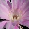 Vai alla scheda di Echinopsis oxygona