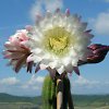 Vai alla scheda di Echinopsis schickendantzii