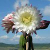 Vai alla scheda di Echinopsis schickendantzii