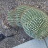 Vai alla scheda di Echinopsis smrziana