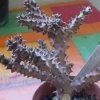 Vai alla scheda di Edithcolea grandis