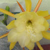 Vai alla scheda di Epiphyllum cv. jennifer ann