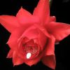 Vai alla scheda di Epiphyllum x ackermannii