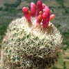 Vai alla scheda di Epithelantha micromeris ssp. greggii
