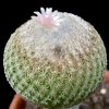 Vai alla scheda di Epithelantha pachyrhiza