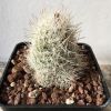 Vai alla scheda di Escobaria villarensis