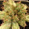 Vai alla scheda di Euphorbia actinoclada