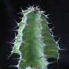 Vai alla scheda di Euphorbia adjurana