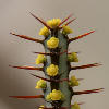 Vai alla scheda di Euphorbia aeruginosa