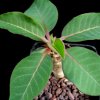 Vai alla scheda di Euphorbia alfredii