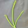 Vai alla scheda di Euphorbia alluaudii