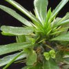 Vai alla scheda di Euphorbia analavelonensis