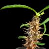 Vai alla scheda di Euphorbia annamarieae