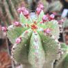 Vai alla scheda di Euphorbia anoplia