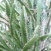 Vai alla scheda di Euphorbia antiquorum