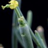 Vai alla scheda di Euphorbia aphylla