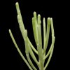 Vai alla scheda di Euphorbia arbuscula