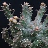 Vai alla scheda di Euphorbia arida
