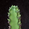 Vai alla scheda di Euphorbia atroflora