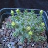 Vai alla scheda di Euphorbia atroviridis