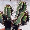 Vai alla scheda di Euphorbia avasmontana