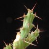 Vai alla scheda di Euphorbia awashensis