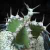 Vai alla scheda di Euphorbia ballyi