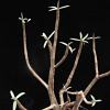 Vai alla scheda di Euphorbia balsamifera