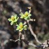 Vai alla scheda di Euphorbia balsamifera ssp. adenensis