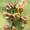 Vai alla scheda di Euphorbia baylissii