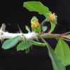 Vai alla scheda di Euphorbia berorohae