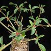 Vai alla scheda di Euphorbia bongolavensis