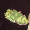 Vai alla scheda di Euphorbia borenensis