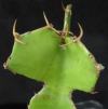 Vai alla scheda di Euphorbia bougheyi