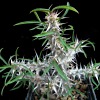 Vai alla scheda di Euphorbia brachyphylla