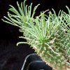 Vai alla scheda di Euphorbia braunsii