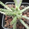 Vai alla scheda di Euphorbia brevirama