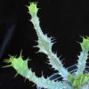 Vai alla scheda di Euphorbia brevitorta