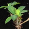 Vai alla scheda di Euphorbia bulbispina