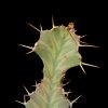 Vai alla scheda di Euphorbia buruana