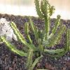 Vai alla scheda di Euphorbia cactiformis