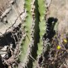 Vai alla scheda di Euphorbia cactus