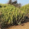 Vai alla scheda di Euphorbia caducifolia